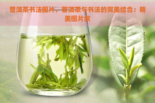 普洱茶书法图片，普洱茶与书法的完美结合：精美图片欣