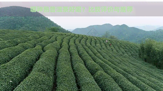 哪种熟普洱茶好喝？比较评价与推荐