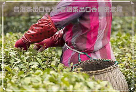 普洱茶出口-普洱茶出口的流程