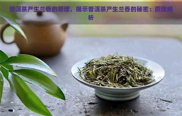 普洱茶产生兰香的原理，揭示普洱茶产生兰香的秘密：原理解析