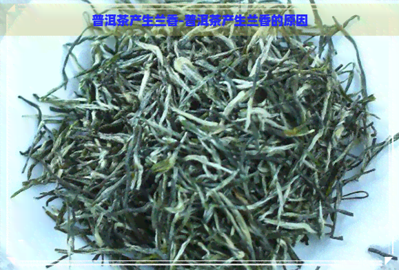 普洱茶产生兰香-普洱茶产生兰香的原因