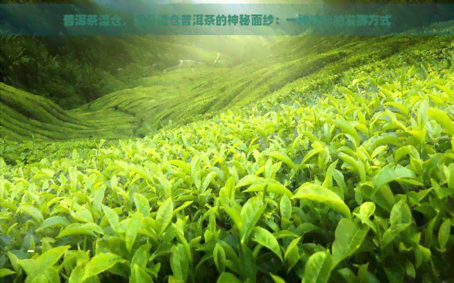 普洱茶湿仓，揭开湿仓普洱茶的神秘面纱：一种独特的发酵方式