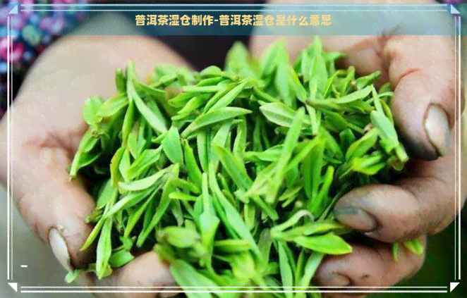 普洱茶湿仓制作-普洱茶湿仓是什么意思