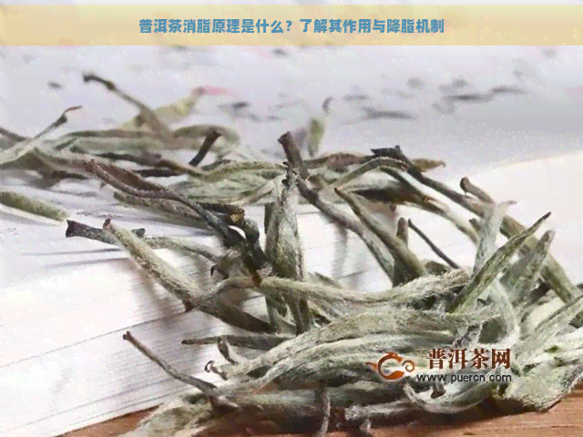 普洱茶消脂原理是什么？了解其作用与降脂机制