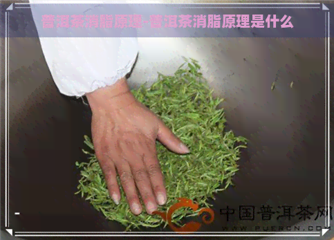 普洱茶消脂原理-普洱茶消脂原理是什么