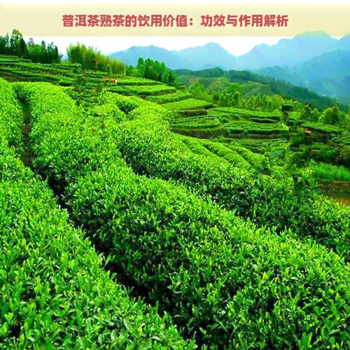 普洱茶熟茶的饮用价值：功效与作用解析