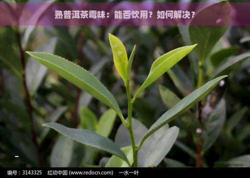 熟普洱茶霉味：能否饮用？如何解决？