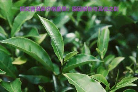 探究普洱茶价格差异：原因解析与高低之别