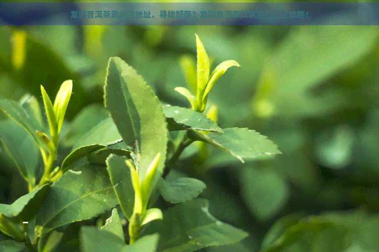 龙润普洱茶凤庆店地址，寻找好茶？龙润普洱茶凤庆店地址全攻略！