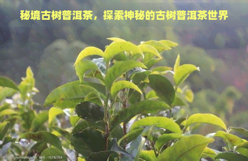 秘境古树普洱茶，探索神秘的古树普洱茶世界