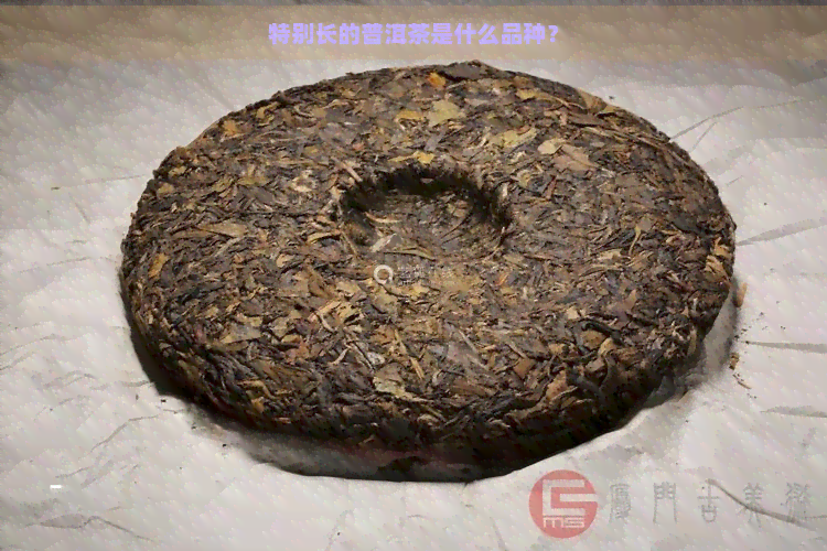 特别长的普洱茶是什么品种？