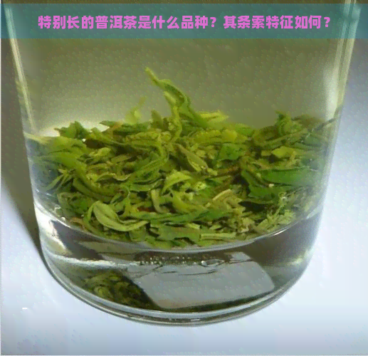 特别长的普洱茶是什么品种？其条索特征如何？