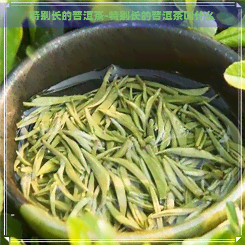 特别长的普洱茶-特别长的普洱茶叫什么