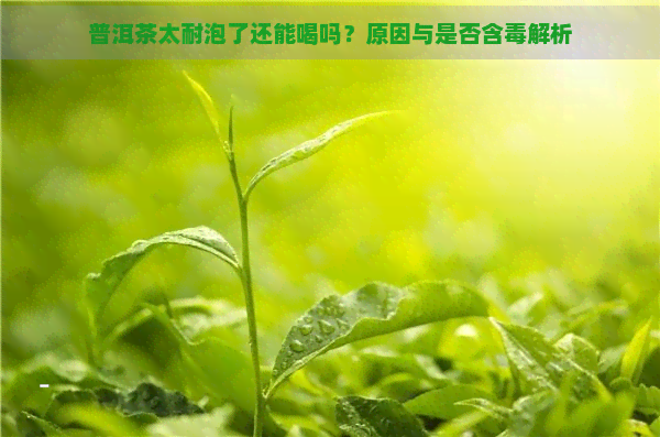 普洱茶太耐泡了还能喝吗？原因与是否含解析