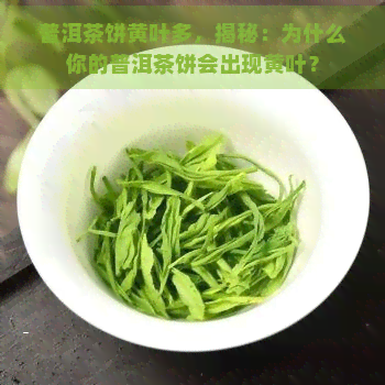 普洱茶饼黄叶多，揭秘：为什么你的普洱茶饼会出现黄叶？