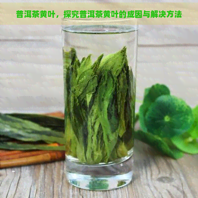 普洱茶黄叶，探究普洱茶黄叶的成因与解决方法