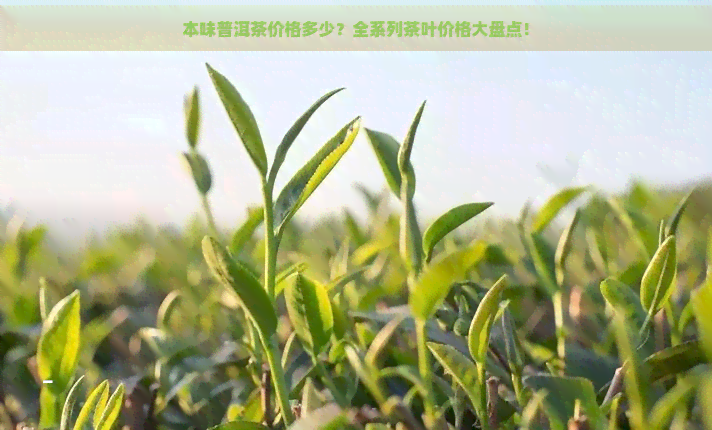 本味普洱茶价格多少？全系列茶叶价格大盘点！