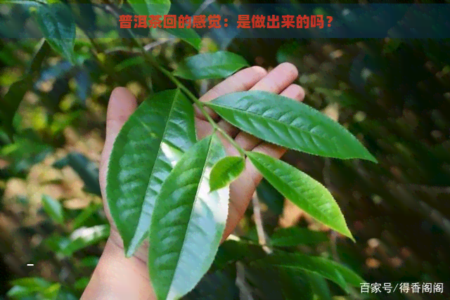 普洱茶回的感觉：是做出来的吗？