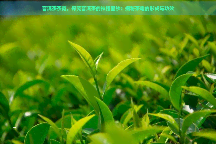 普洱茶茶霜，探究普洱茶的神秘面纱：揭秘茶霜的形成与功效