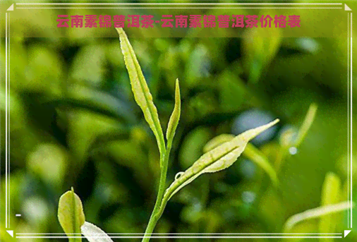 云南素锦普洱茶-云南素锦普洱茶价格表