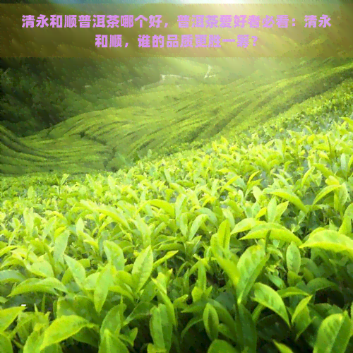 清永和顺普洱茶哪个好，普洱茶爱好者必看：清永和顺，谁的品质更胜一筹？