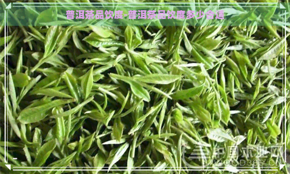 普洱茶品饮度-普洱茶品饮度多少合适