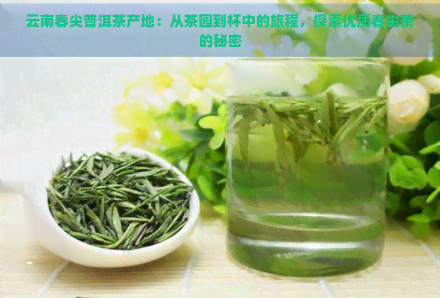 云南春尖普洱茶产地：从茶园到杯中的旅程，探索优质春尖茶的秘密