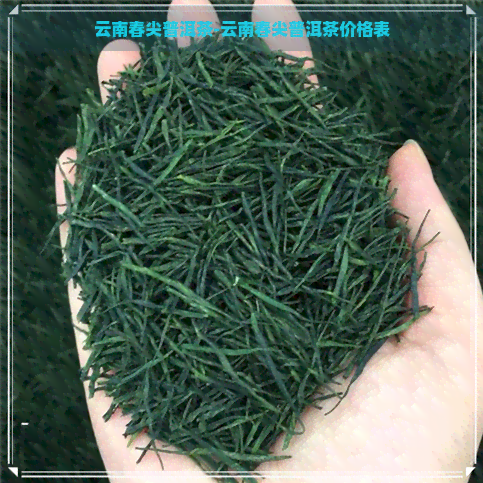 云南春尖普洱茶-云南春尖普洱茶价格表