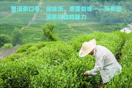 普洱茶口号，品味历，感受韵味——探索普洱茶的独特魅力