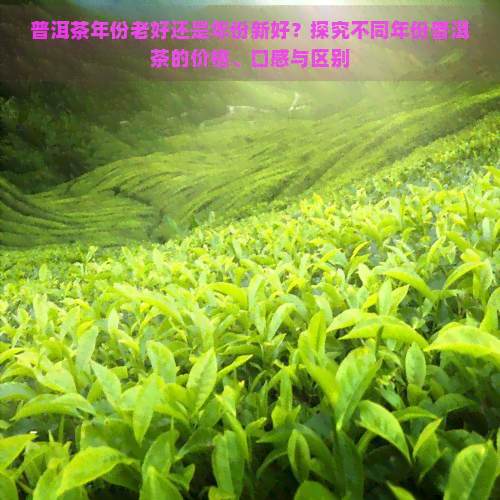 普洱茶年份老好还是年份新好？探究不同年份普洱茶的价格、口感与区别