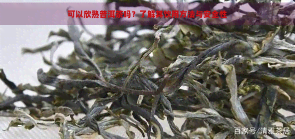 可以欣熟普洱茶吗？了解其饮用方法与安全性