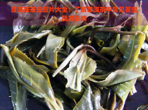 普洱茶茶虫图片大全：了解普洱茶中常见害虫及其影响