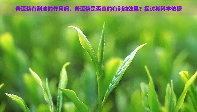 普洱茶有刮油的作用吗，普洱茶是否真的有刮油效果？探讨其科学依据