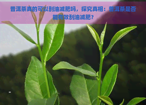 普洱茶真的可以刮油减肥吗，探究真相：普洱茶是否能有效刮油减肥？