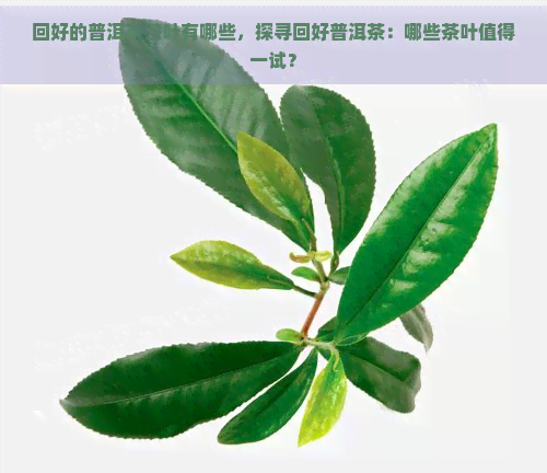 回好的普洱茶茶叶有哪些，探寻回好普洱茶：哪些茶叶值得一试？