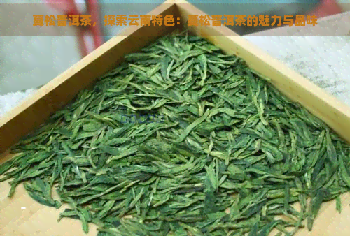 蔓松普洱茶，探索云南特色：蔓松普洱茶的魅力与品味