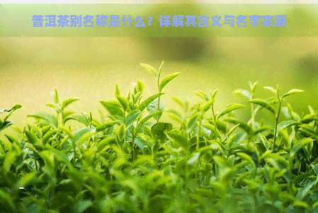 普洱茶别名称是什么？详解其含义与名字来源