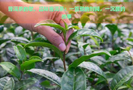 普洱茶的歌，品味普洱茶：一首歌的时间，一沉醉的故事