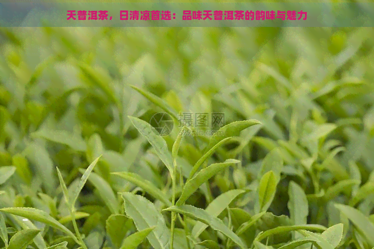 天普洱茶，日清凉首选：品味天普洱茶的韵味与魅力