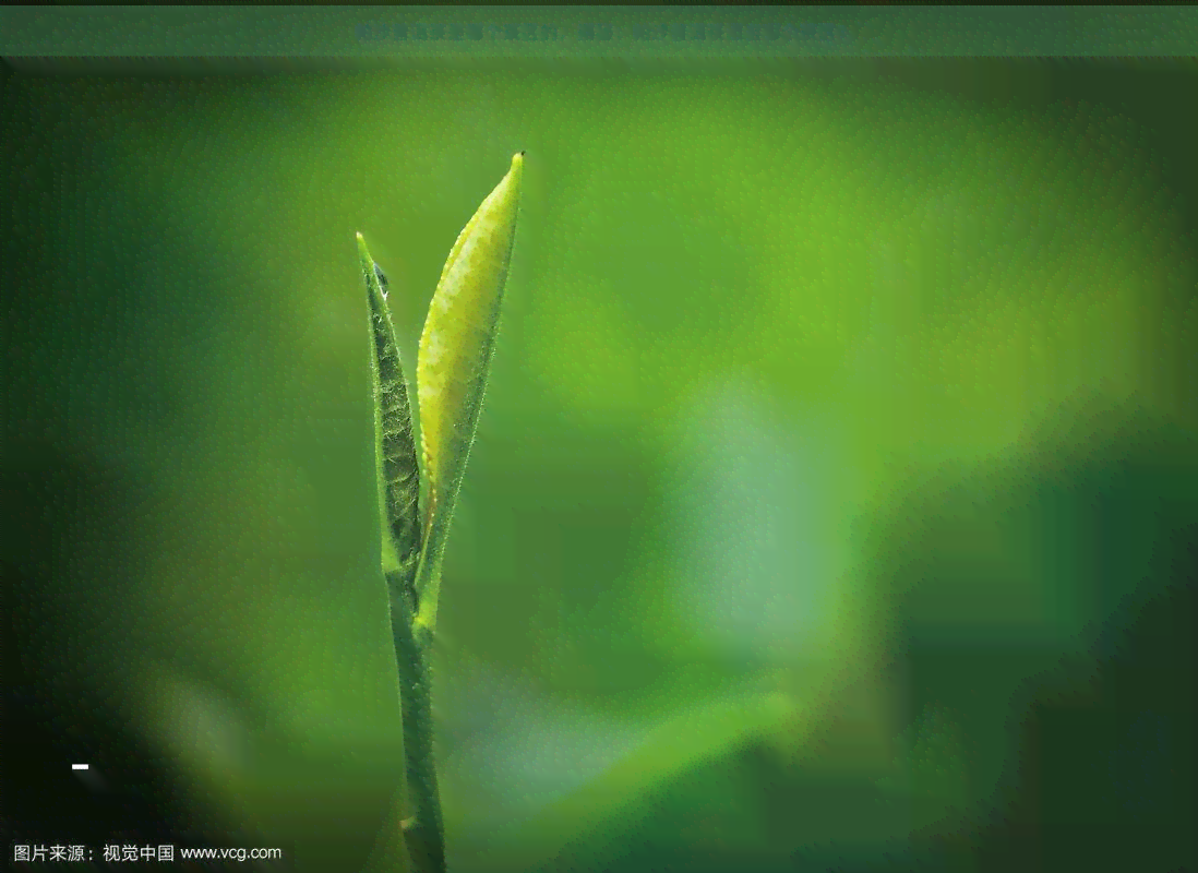 帕沙普洱茶是哪个茶区的，揭秘：帕沙普洱茶源自哪个茶区？