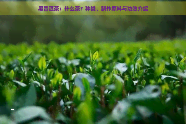 黑普洱茶：什么茶？种类、制作原料与功效介绍