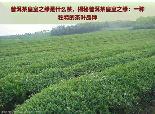 普洱茶皇室之缘是什么茶，揭秘普洱茶皇室之缘：一种独特的茶叶品种