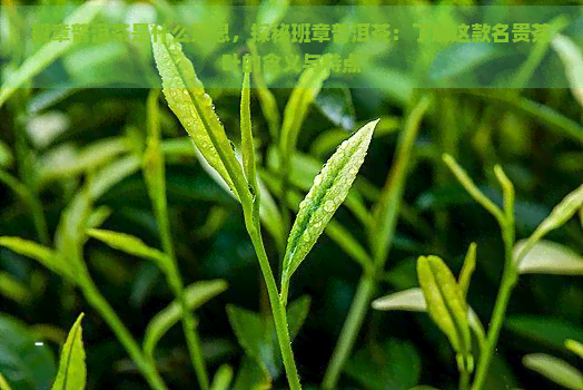 班章普洱茶是什么意思，探秘班章普洱茶：了解这款名贵茶叶的含义与特点