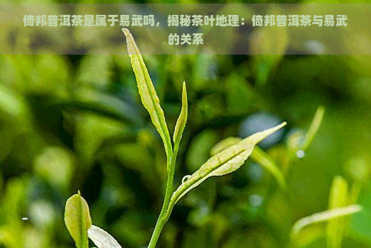 倚邦普洱茶是属于易武吗，揭秘茶叶地理：倚邦普洱茶与易武的关系