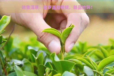 鸿普洱茶：老罗直播带货，新品抢购！