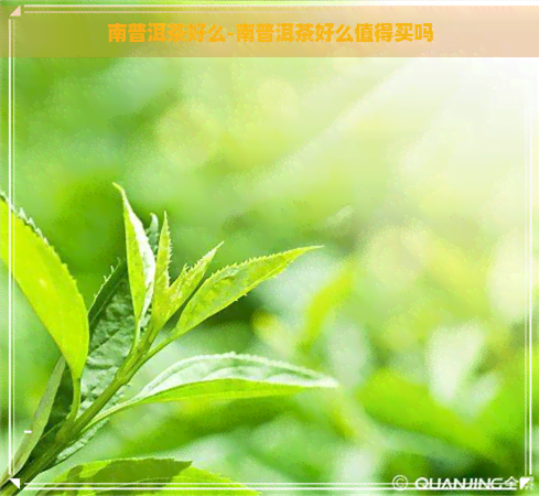 南普洱茶好么-南普洱茶好么值得买吗