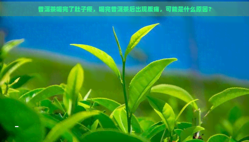 普洱茶喝完了肚子疼，喝完普洱茶后出现腹痛，可能是什么原因？