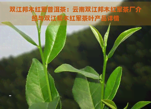 双江邦木红军普洱茶：云南双江邦木红军茶厂介绍与双江帮木红军茶叶产品详情