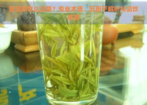 普洱茶怎么品茶？专业术语、五因子解析与品饮感受