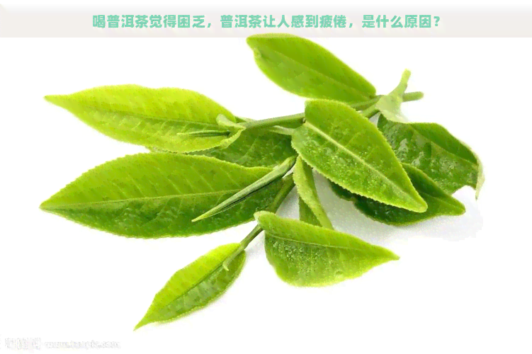 喝普洱茶觉得困乏，普洱茶让人感到疲倦，是什么原因？